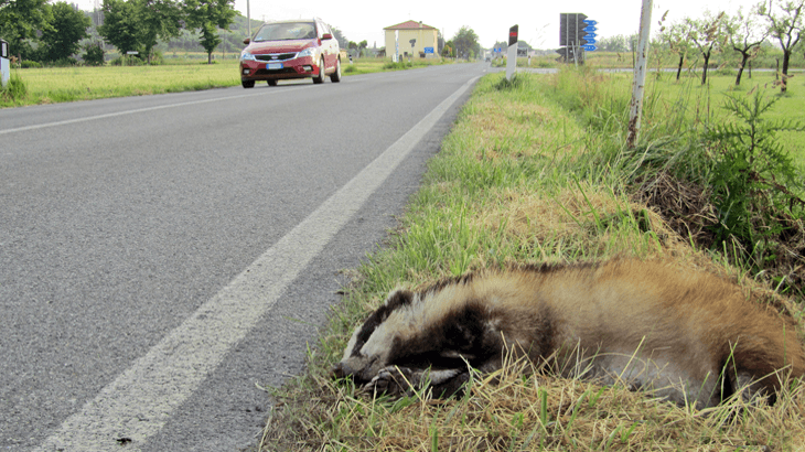 Sicurezza stradale e incidenti con la fauna selvatica