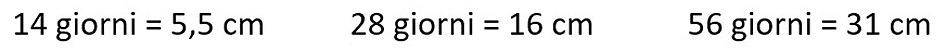 formula 1 penetron